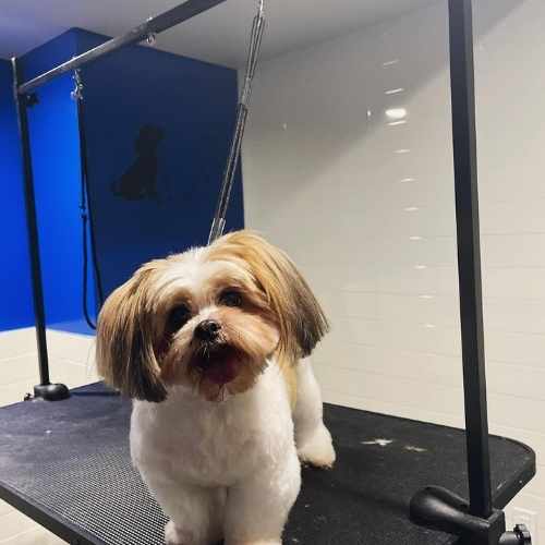 pet groomer in washington DC