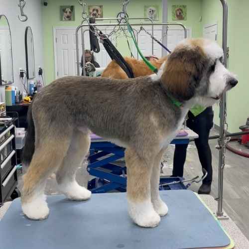 pet groomer in washington DC