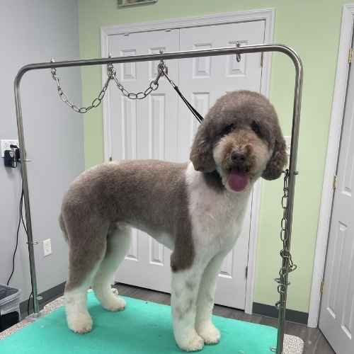 pet groomer in washington DC