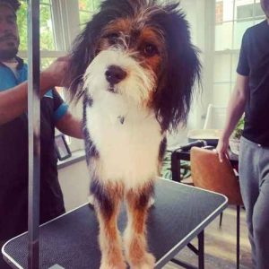 pet groomer in washington DC