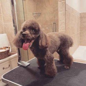 pet groomer in washington DC