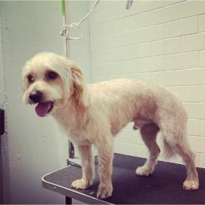 pet groomer in washington DC